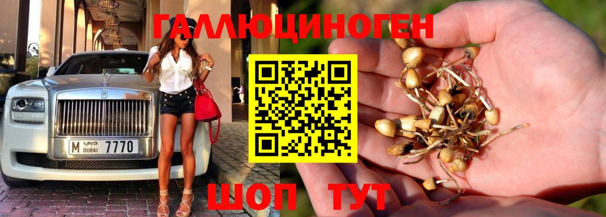 Галлюциногенные грибы Cubensis Будённовск